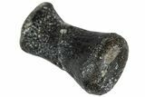 Hadrosaur (Maiasaura) Phalanx Bone - Montana #231606-1